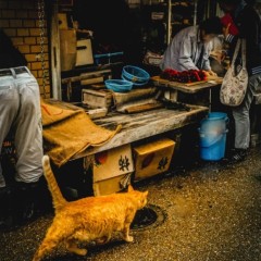 9f592441b16ca363141a0f8d80c911de