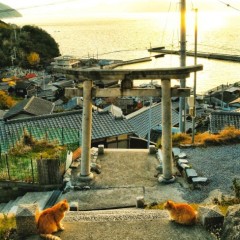 e674fb2d3f2f3987ca7373537d26b932