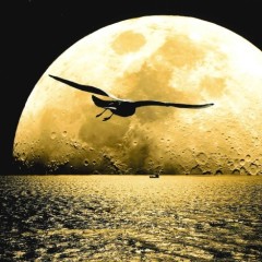 465d30694d0ae3f8952e76a39dd7f35e