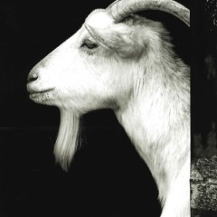 3c00e0d0f8ee58a2fbd337f2d714ea0e