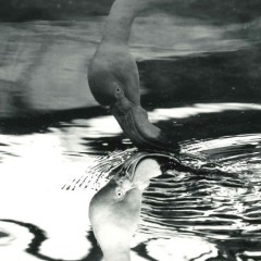 5f1d8d2c0709df8eb9a394964e677c1e