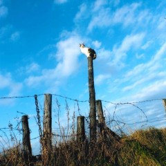 9a66864fecff859c5624c174a786178c