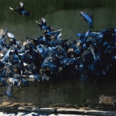 a6529150397cf0385d5c585deaaf0330