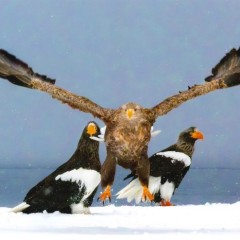 b8fd1a2a8b08fe306a3908bf81a29555