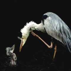 0185e4728007d670094a12b16faa34a8