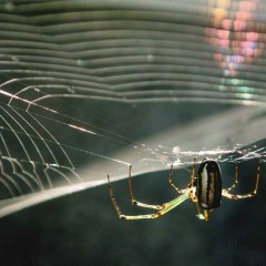 d58cec2516ee11e722e5f555097482f2