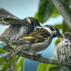 e4119ec2d00e728bc858eda50cf3f90a