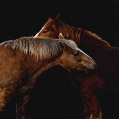 ed6b57886042fc1cd1f6bb6c5aee4122