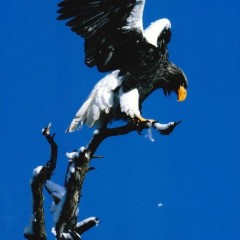 1126a62dc7c36c343404c8c0dddd3312