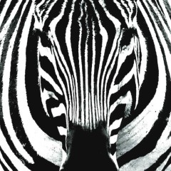 247a38320b29fd706be737581275e37b