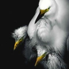 30c6724829ecfcc3ba2ea7e682161ecf