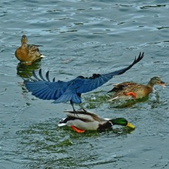 6458d3a41d0ab25673a62554f9800fac