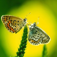 70e9e7ceabcdac36ad565b7be2fd9efc