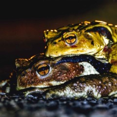 962f1f7e4e0dc3d8a116c9136331bbf0