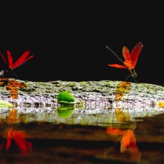 c723db291ea428b1ca6888299242270d