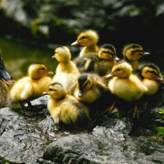 711fd27e65a361e39ab77cd29641ea76