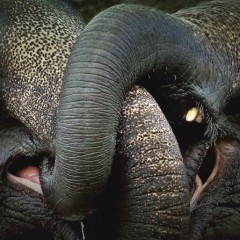 fbf90e9286c9f634362acde5cc485225