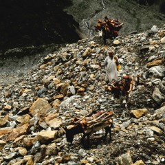 e1d7c9d99910e95a7074492ffb3fe214