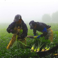 9eb9ca5664219eab1ee4a62b39277bc4