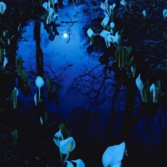 692b587dd8c9dc7daf8564aceb786a35