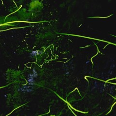 0c138ada721f8fe406b0c0281c05079f