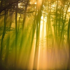 e957fc37df60832120cb4f7832cd2da2