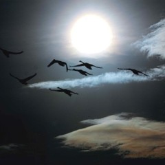 5da0937134e56343c9dd141c545a8787