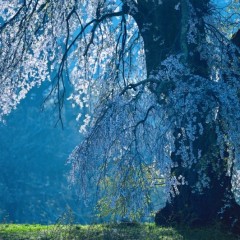 ebb9797562835d5df24a759555348333