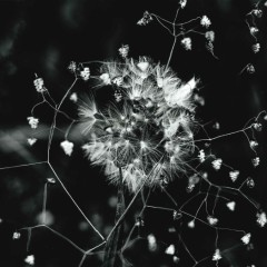 83ec170b3676b28a4d65ec66b08a5681