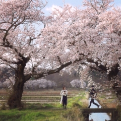 夫婦桜の春爛漫