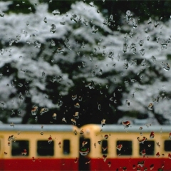 「桜雨」