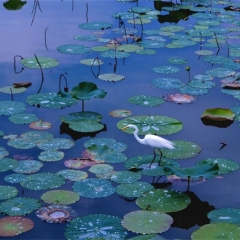 「雨上り」