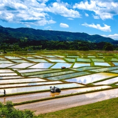 「椹平の春」